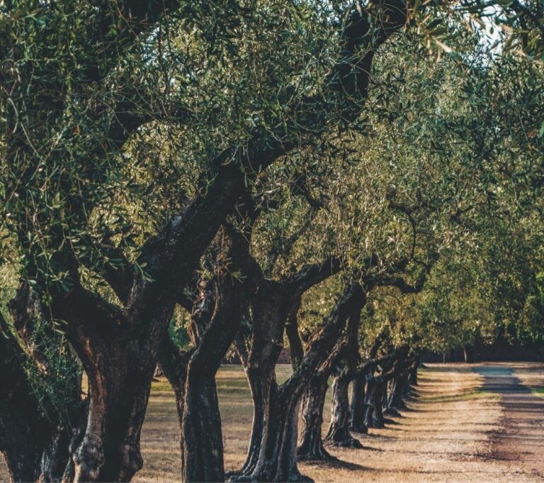 OLEVAKATALOG-171122_compressed (2)